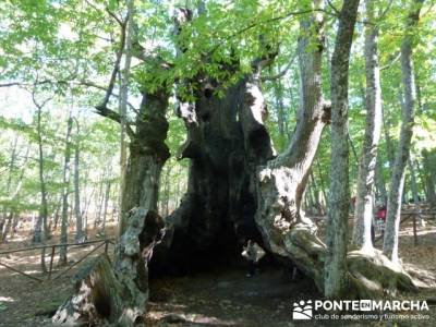 El Castañar de El Tiemblo , Un bosque mágico;grupos para hacer senderismo en madrid